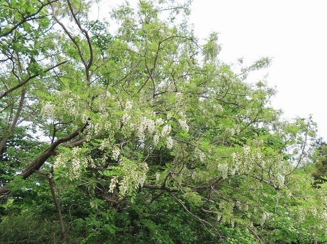 IMG_7087.JPG