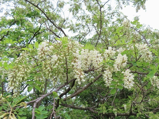 IMG_7088.JPG