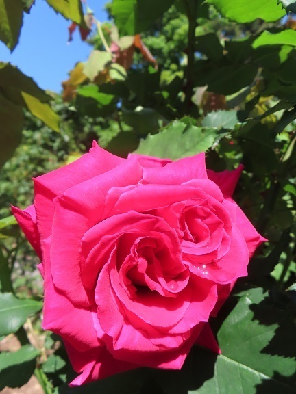 IMG_7179.JPG
