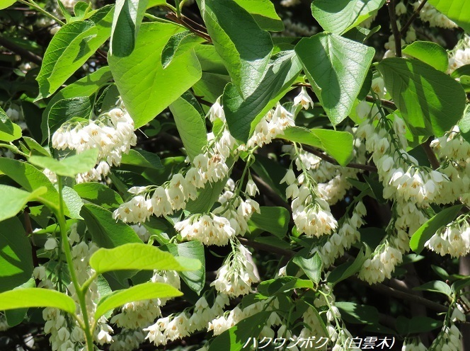 IMG_7340.JPG