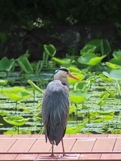 IMG_7773.JPG