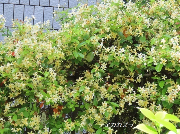 IMG_7789.JPG